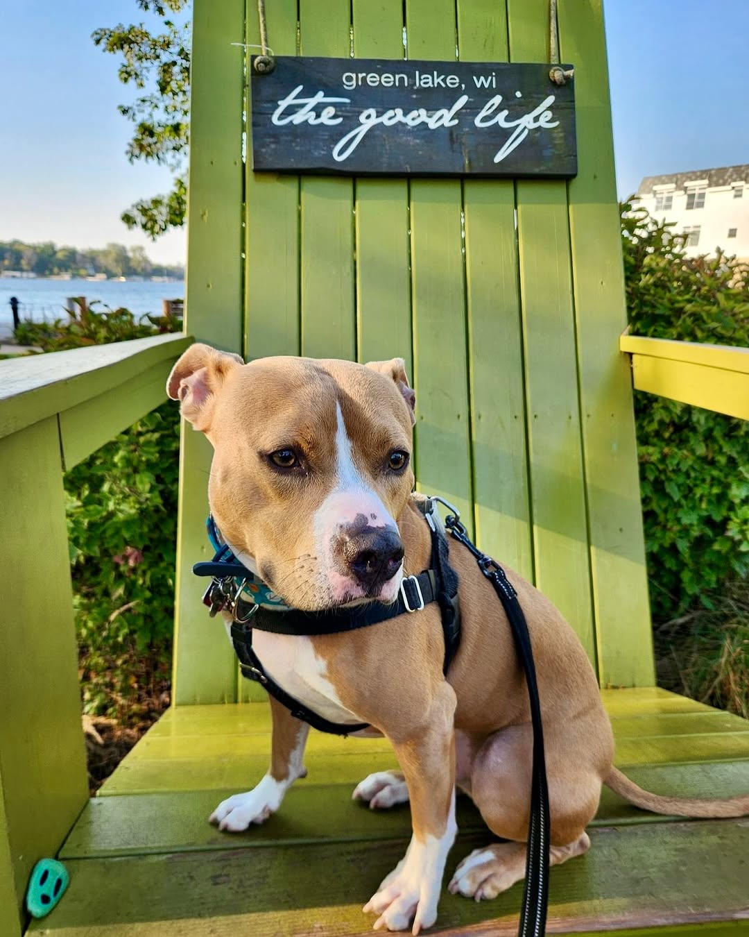 dog sitting in green chair