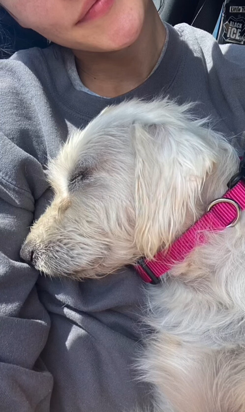 dog sleeping on woman's chest