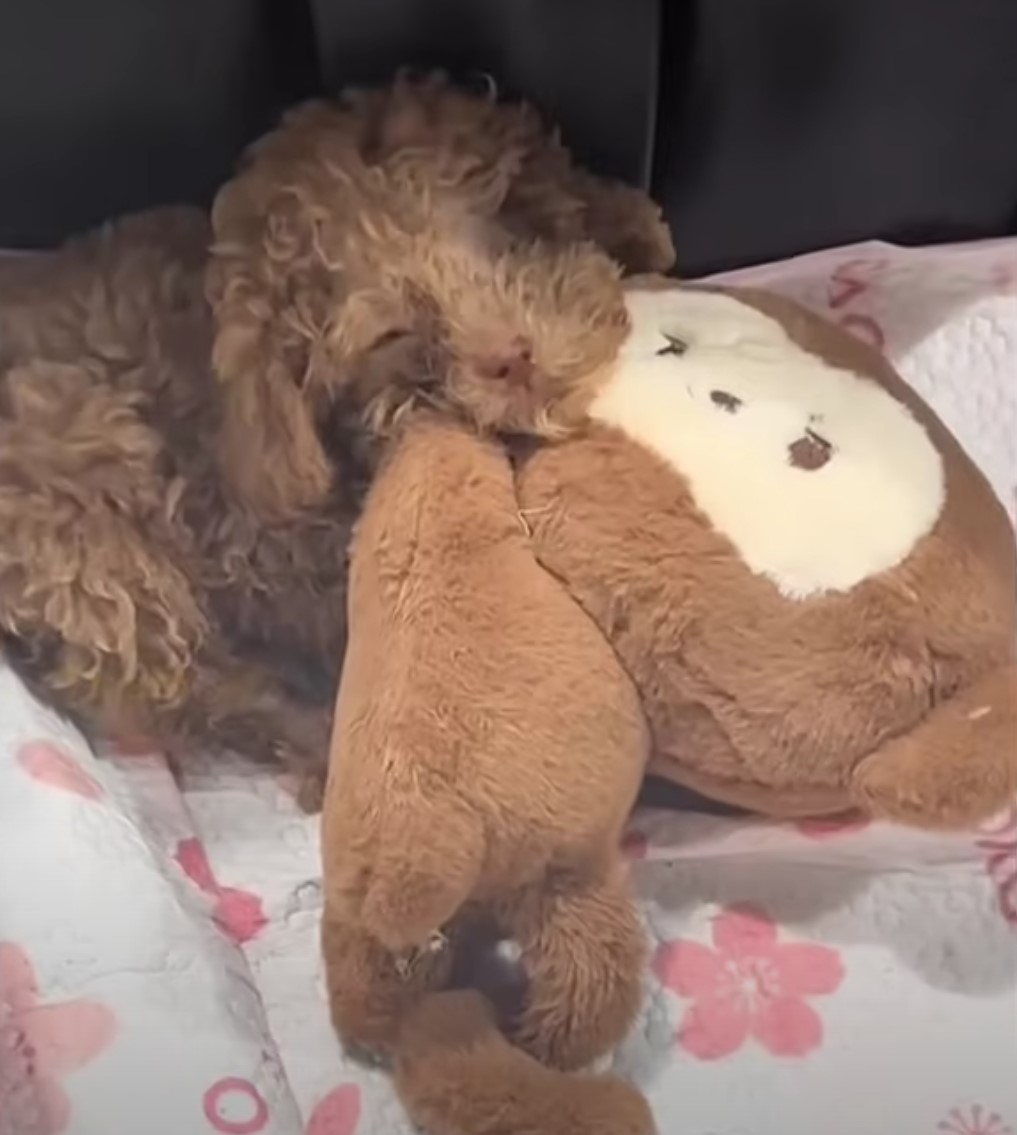 dog sleeping with toy