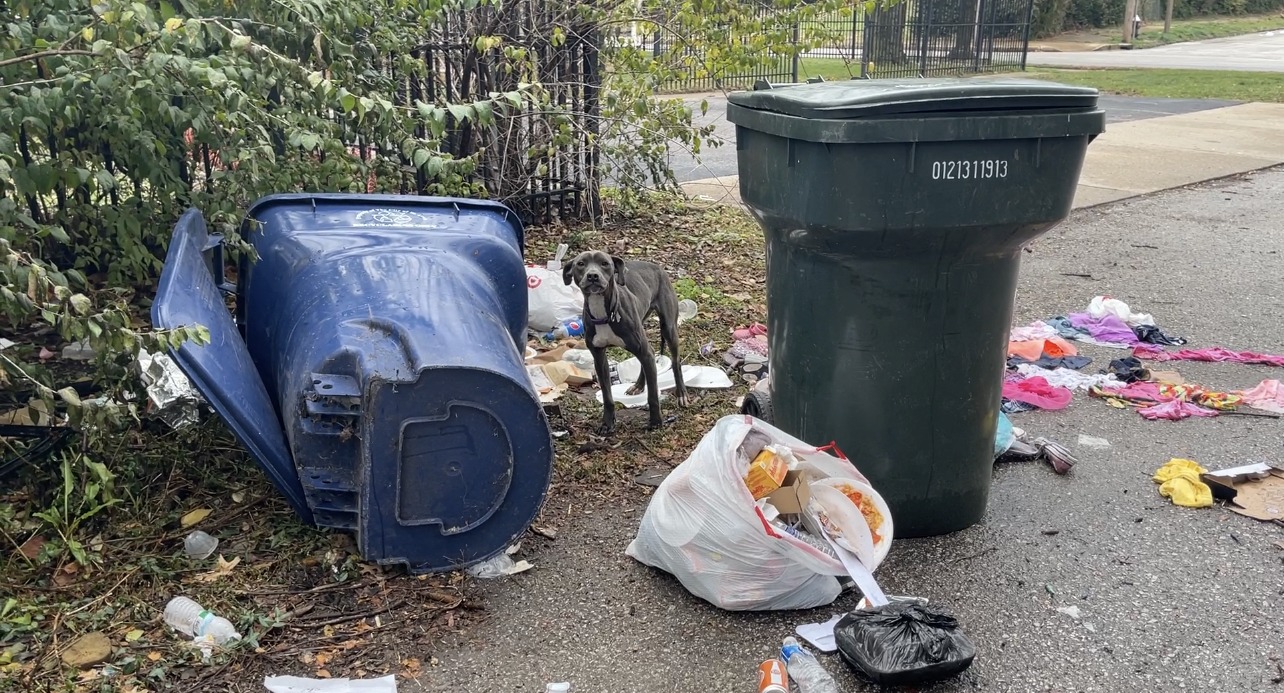 dog standing in trash