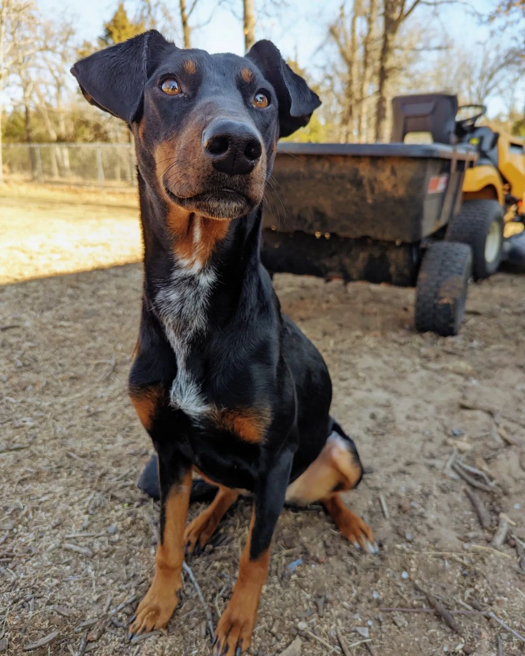 dog standing near construction