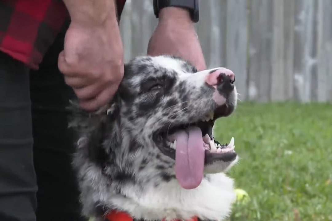 dog sticking its tongue out