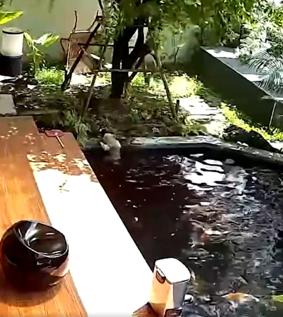 dog trying to get out from fish pond