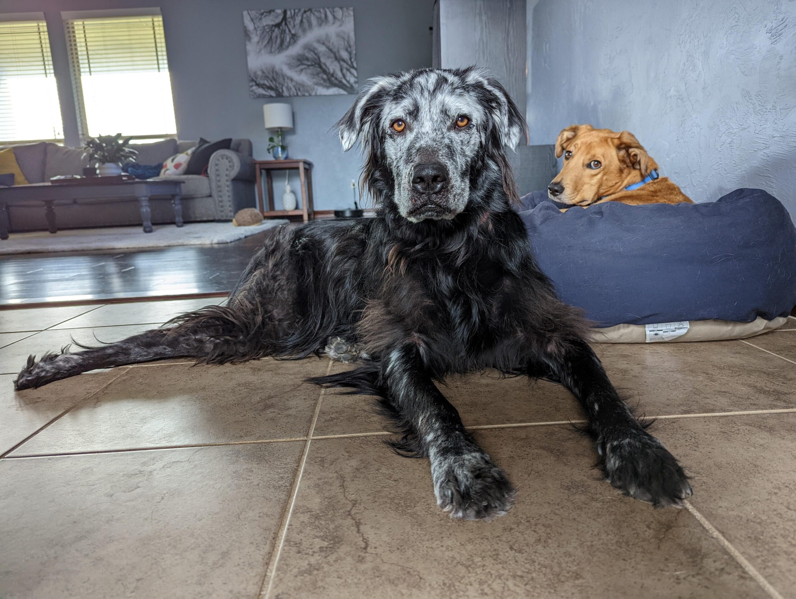 dog turning white