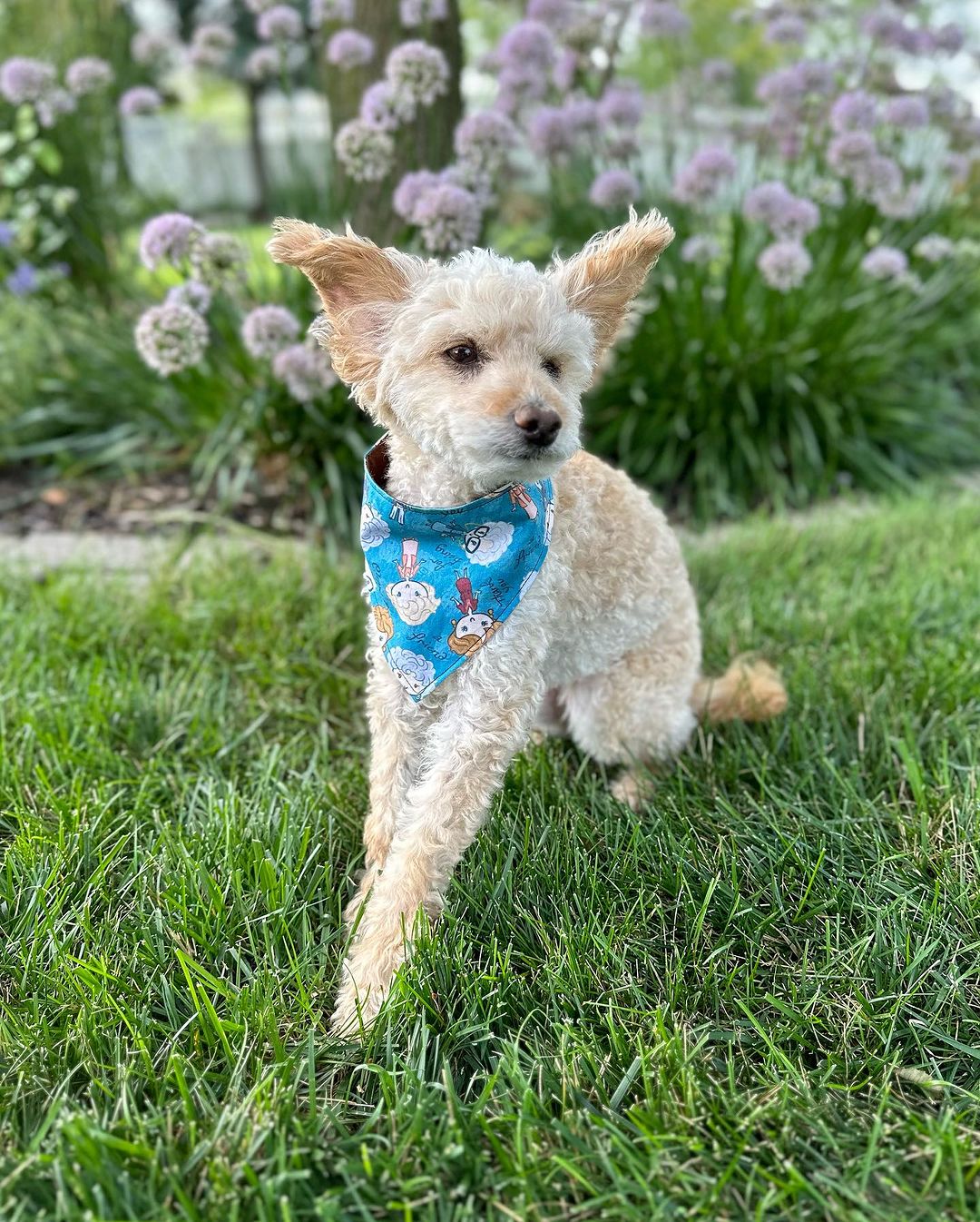 dog wearing a bandana