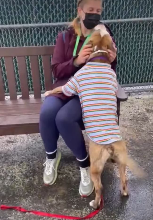 dog wearing a tee jumping on a woman on the bench