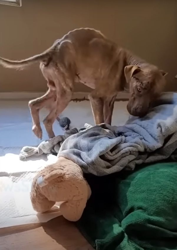 dog with a pile of clothes