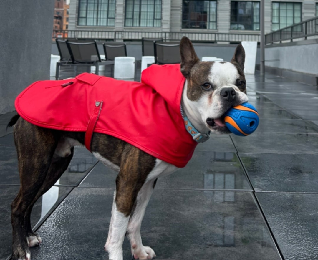 dog with ball in mouth