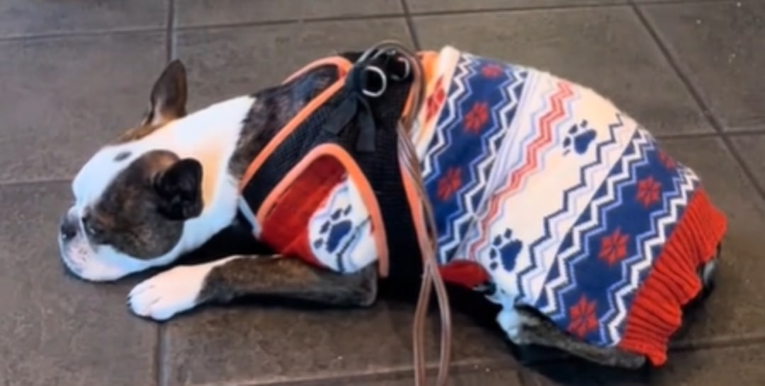 dog with clothes laying down