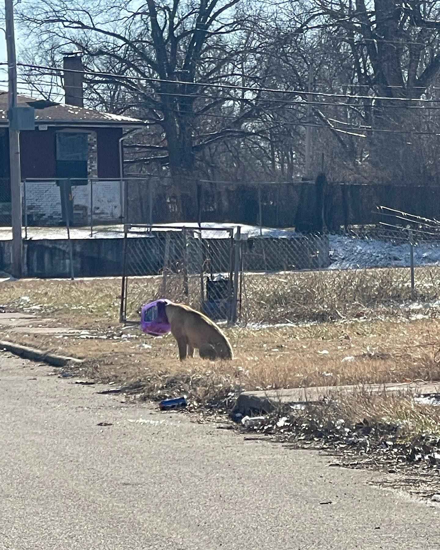 dog with his head stuck