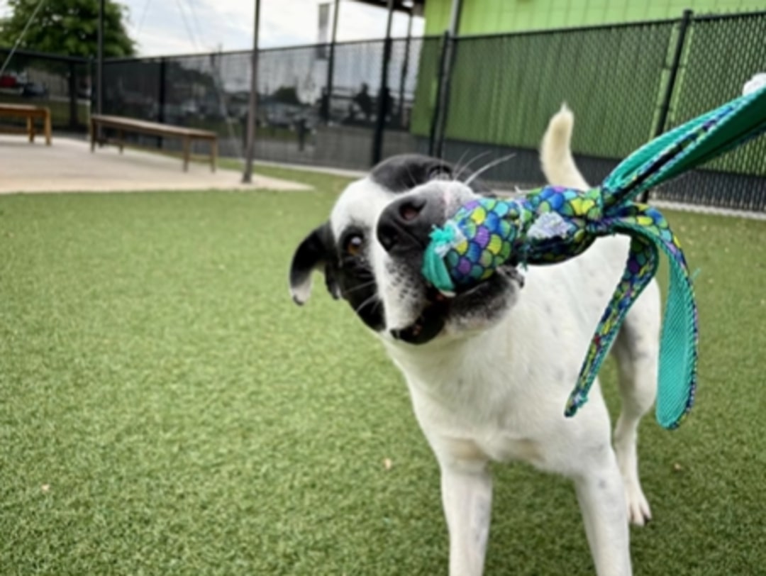 dog with its toy