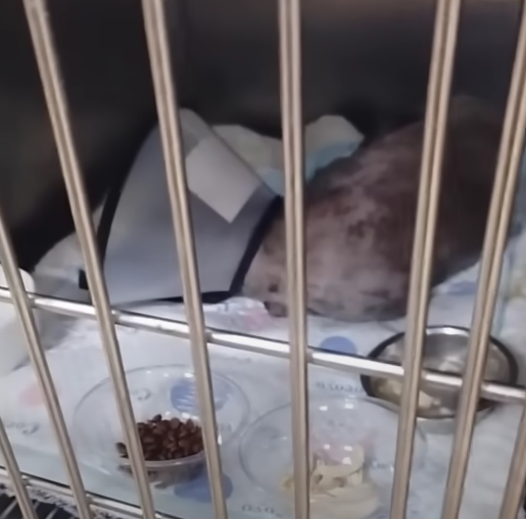 dog with neck collar lying in a cage box