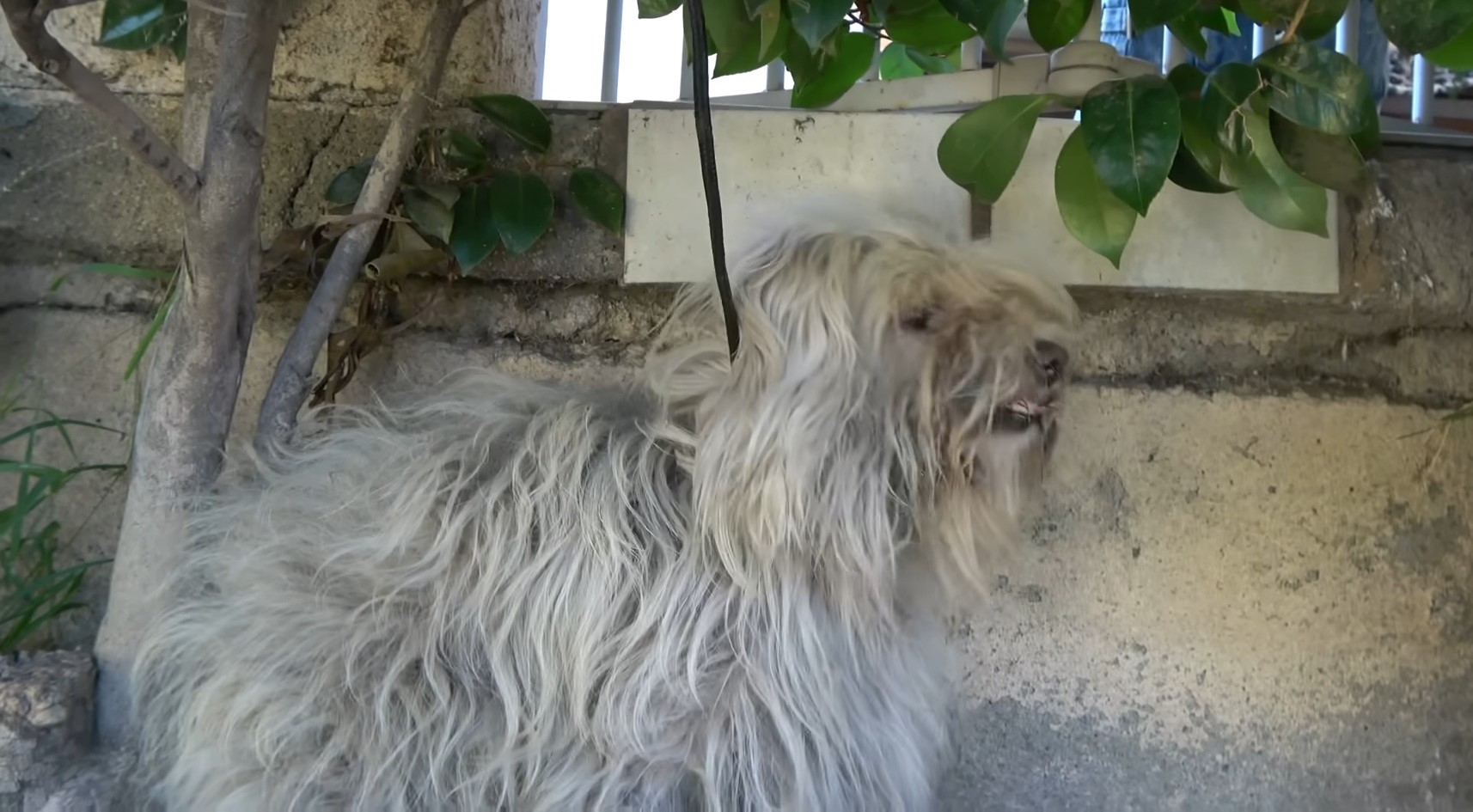 dog with overgrown fur