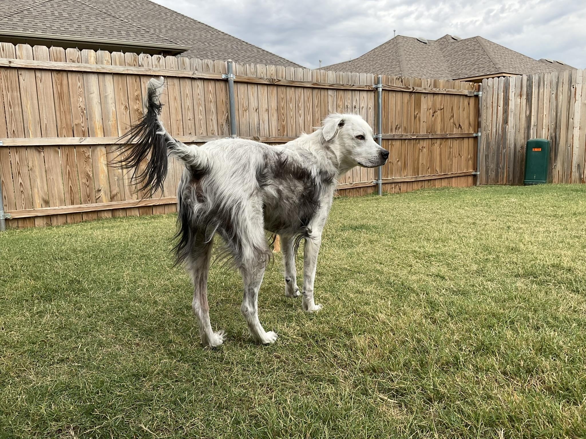 dog with white fur