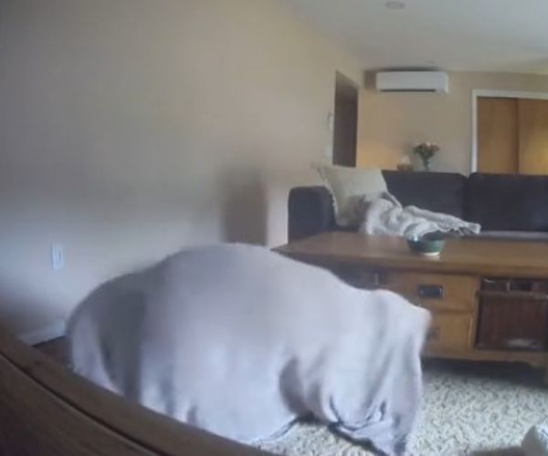 dog wrapped at home into a blanket