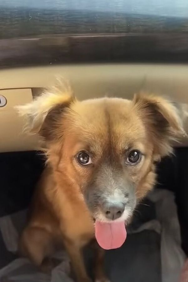 doggo sitting in the car