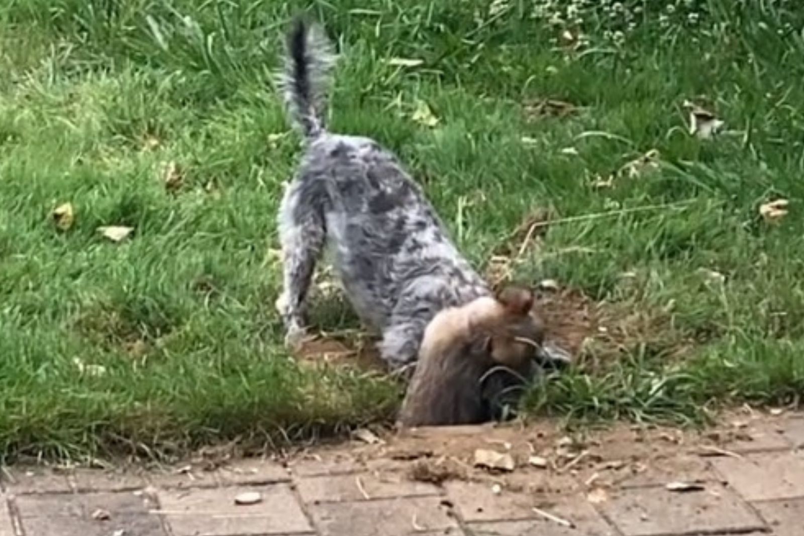 dogs digging a hole