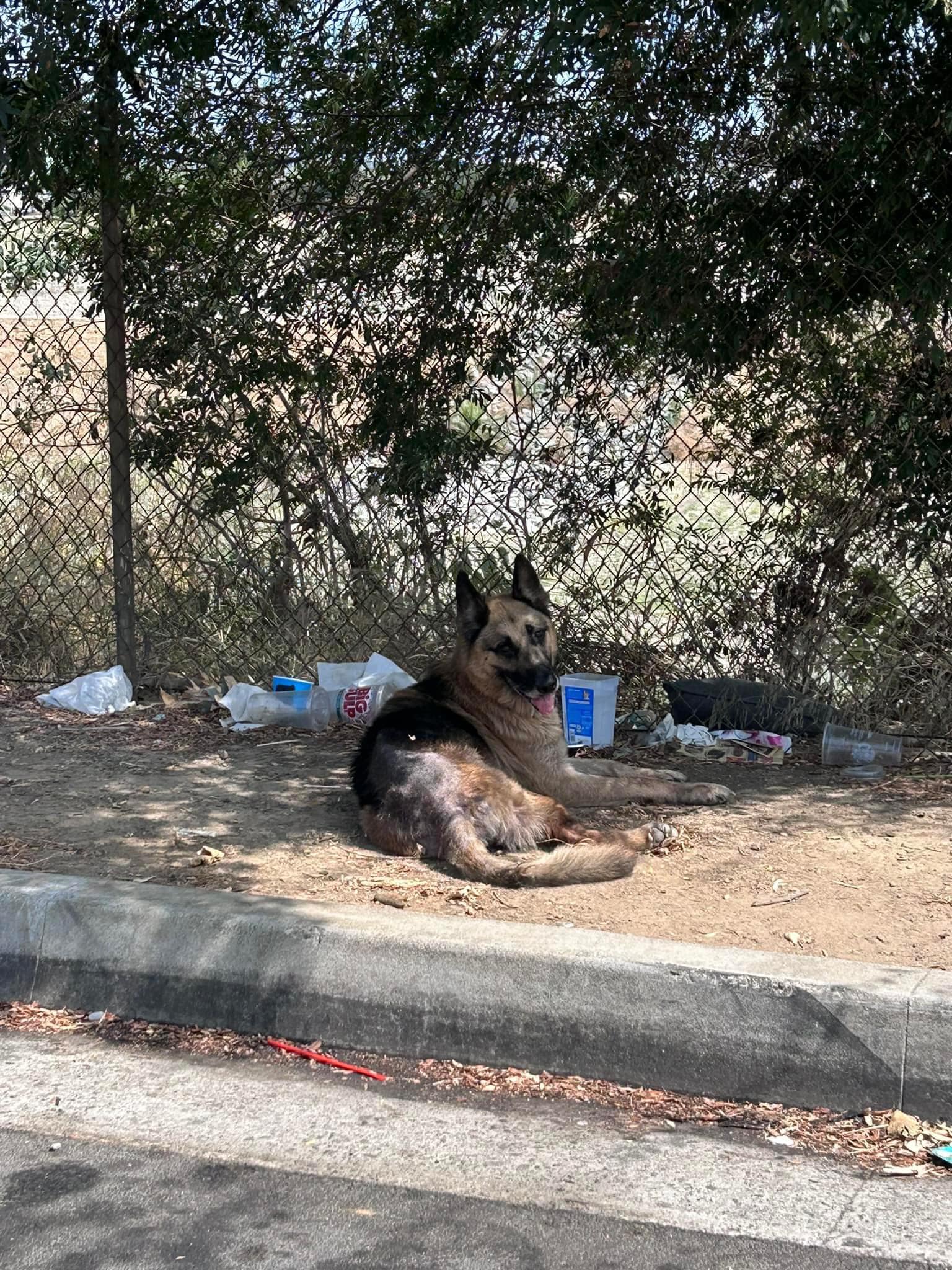 dumped dog lying under a tree