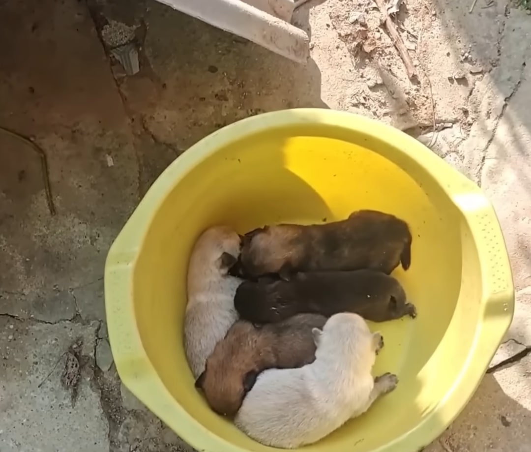 five puppies in a yellow basin