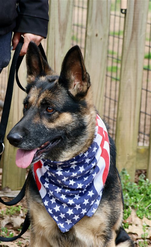 german shepherd on leash