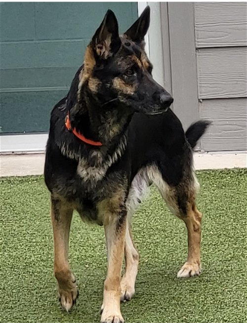 german shepherd standing