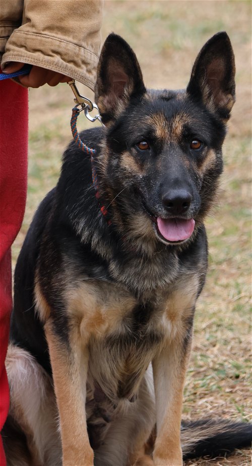 german shepherd walking with man