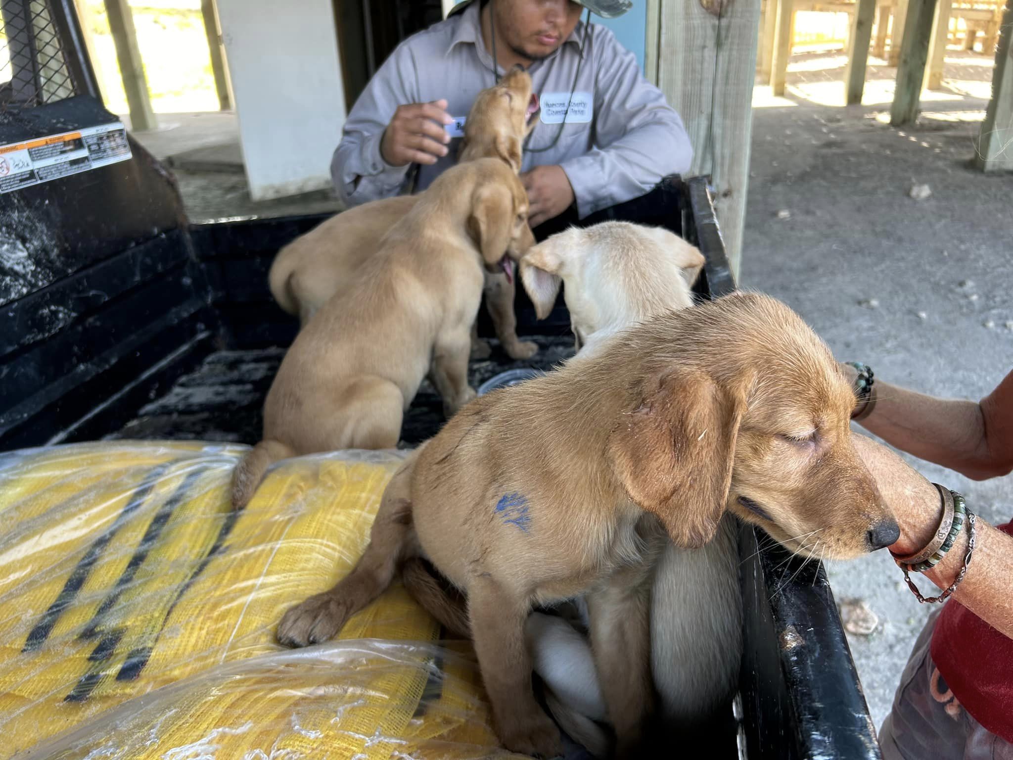 golden retriever puppies in a trailer