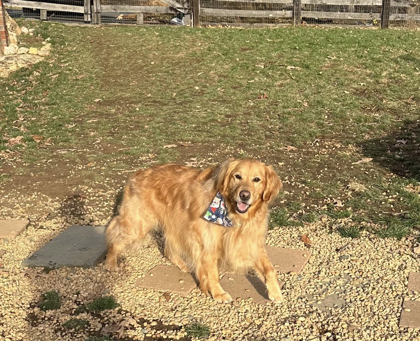 golden retriever