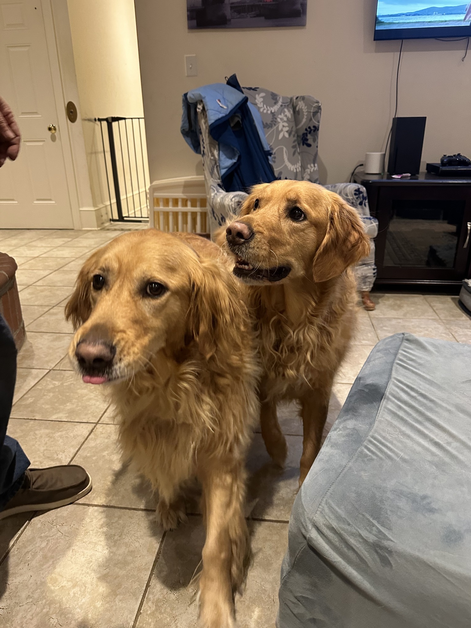 golden retrievers indoors