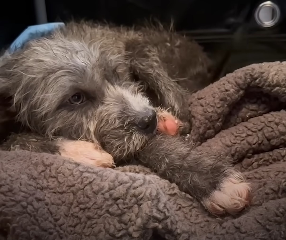 gray dog laying on a blanket