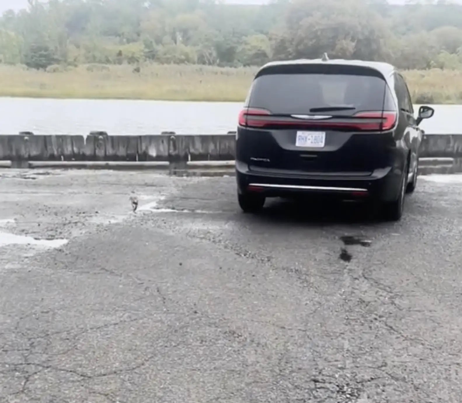 gray lump on a parking lot