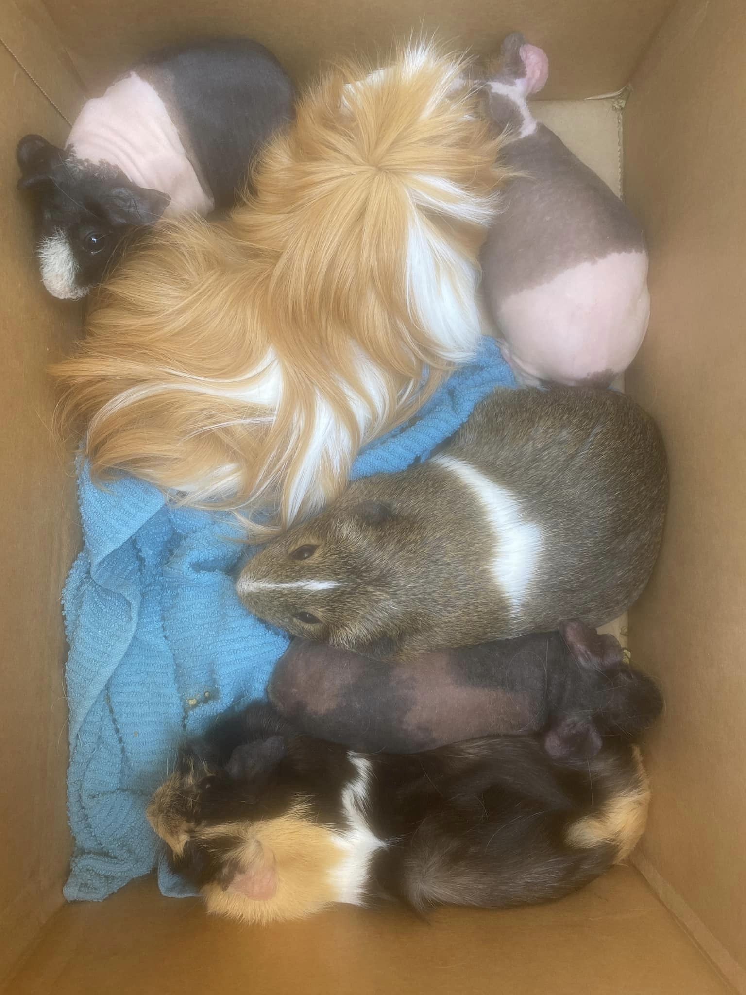 guinea pigs in cardboard box