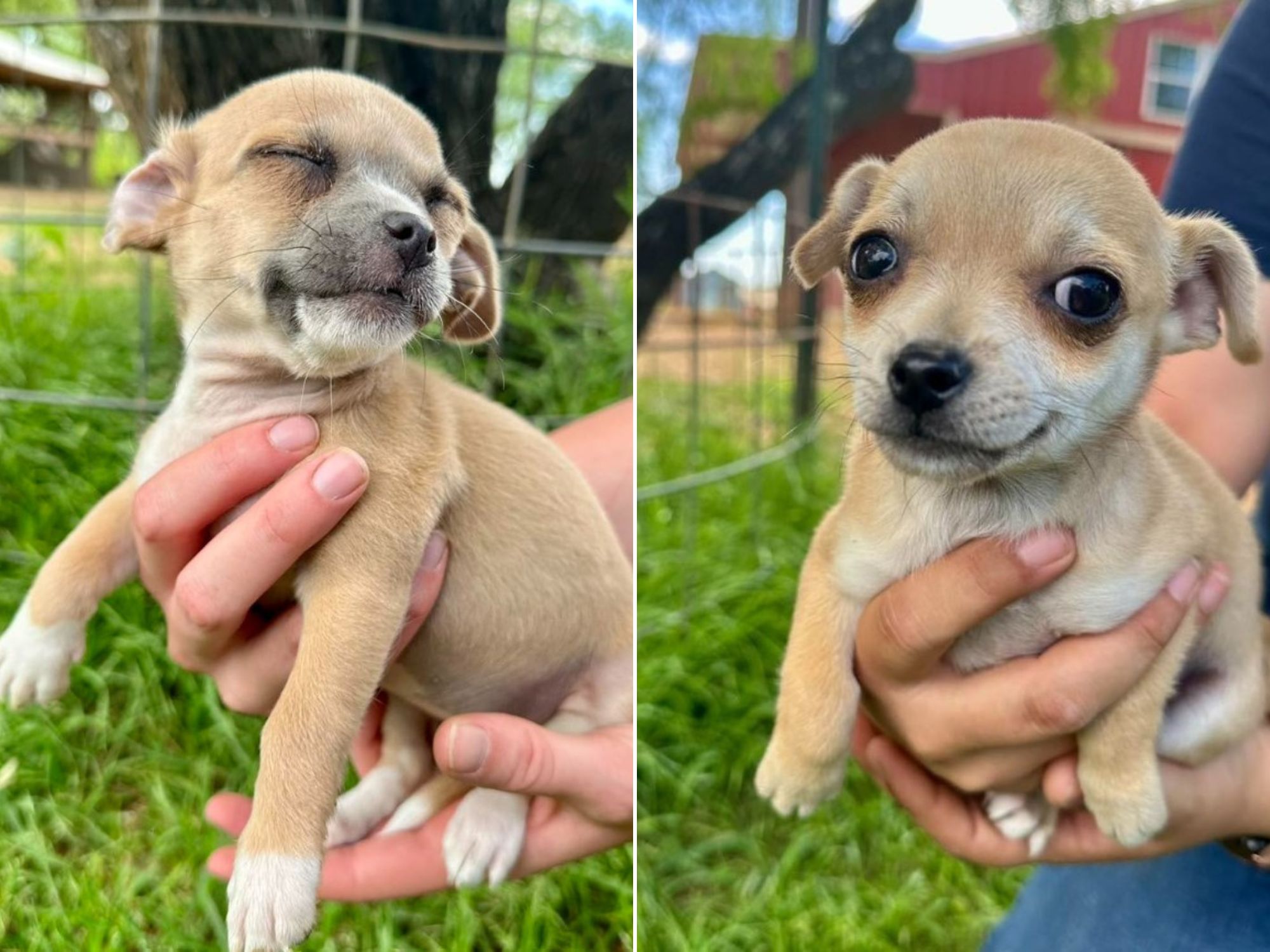 guy holding puppy in hand