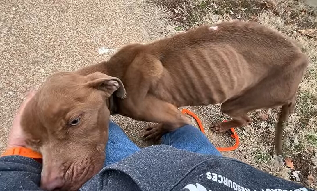 guy petting a skinny dog