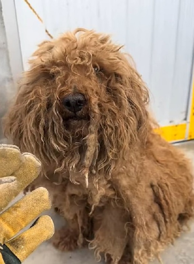 hairy brown dog