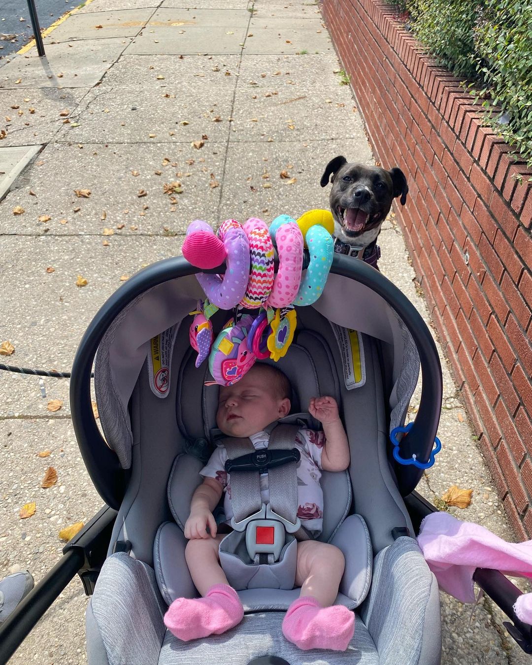 happy black dog and baby