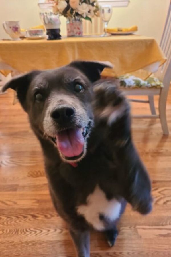 Happy black dog giving a paw