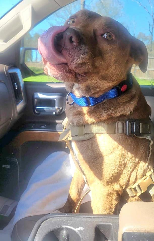 happy dog driving in a car