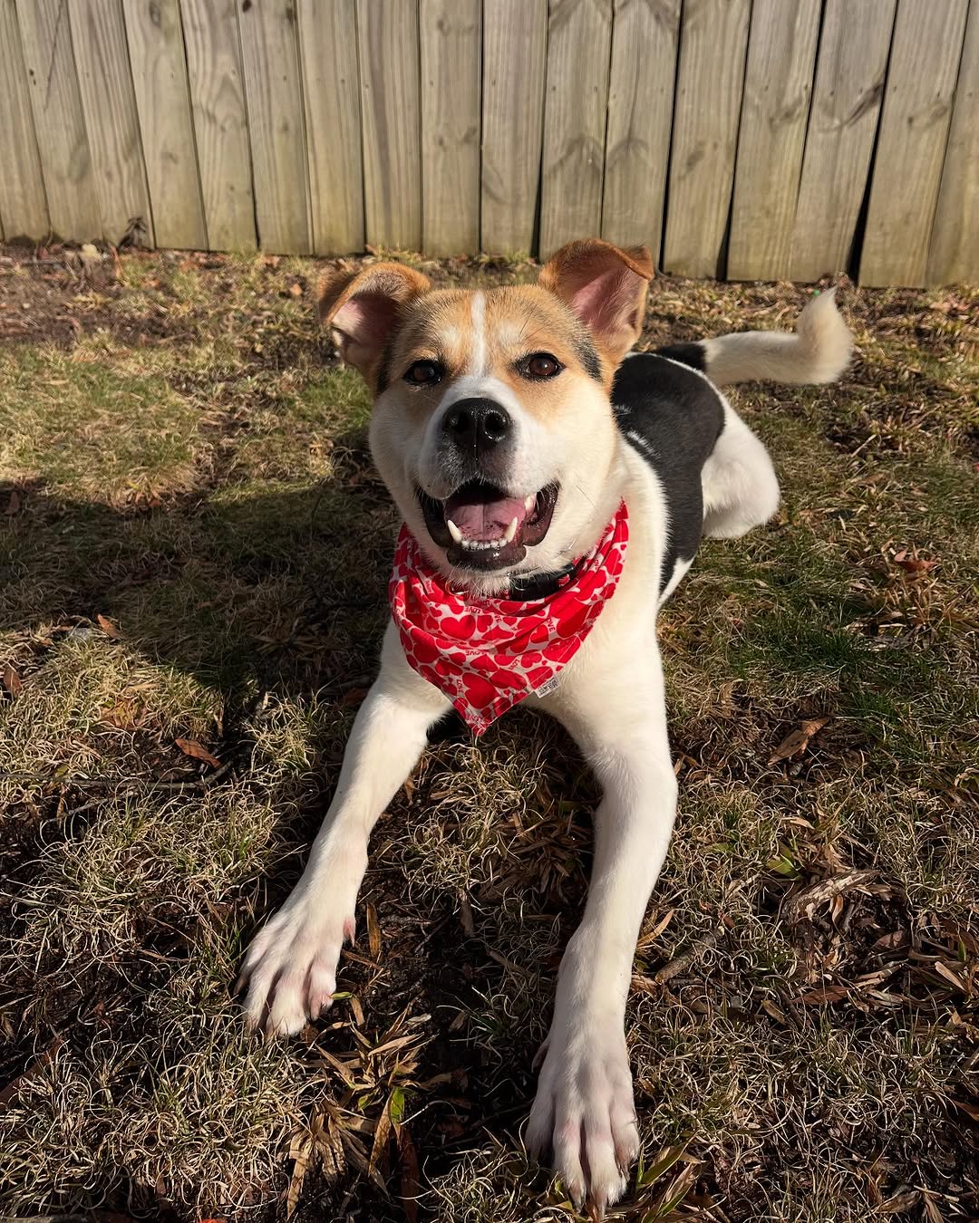 happy dog laying on the ground