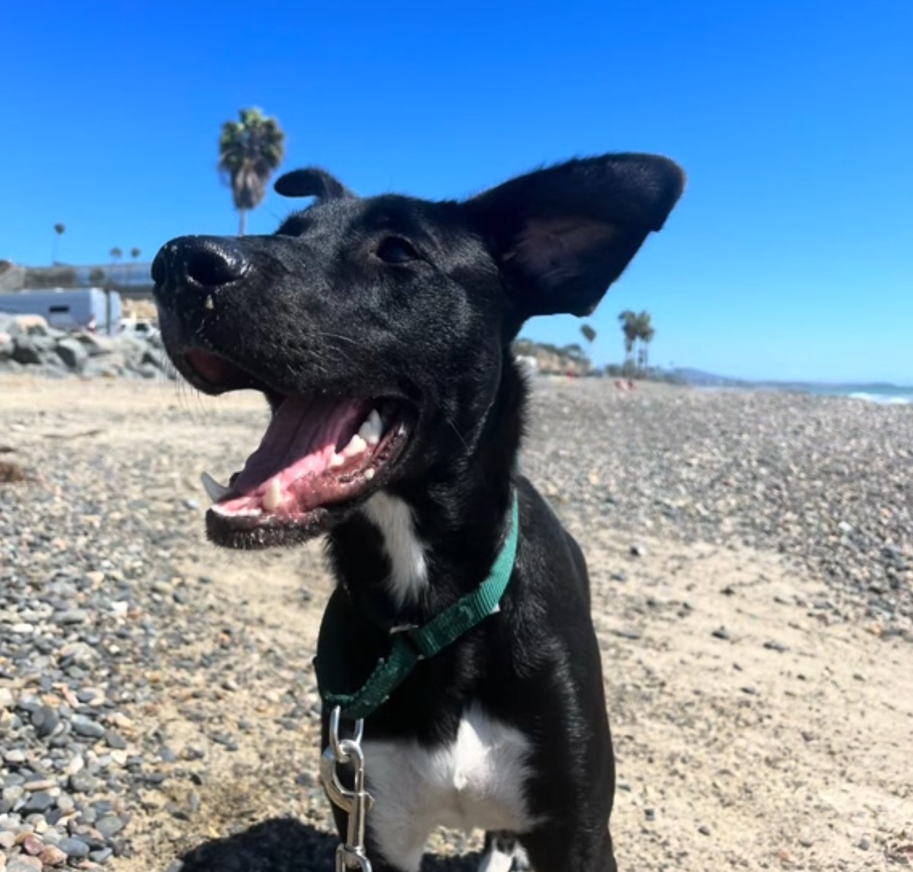 happy dog on the beach