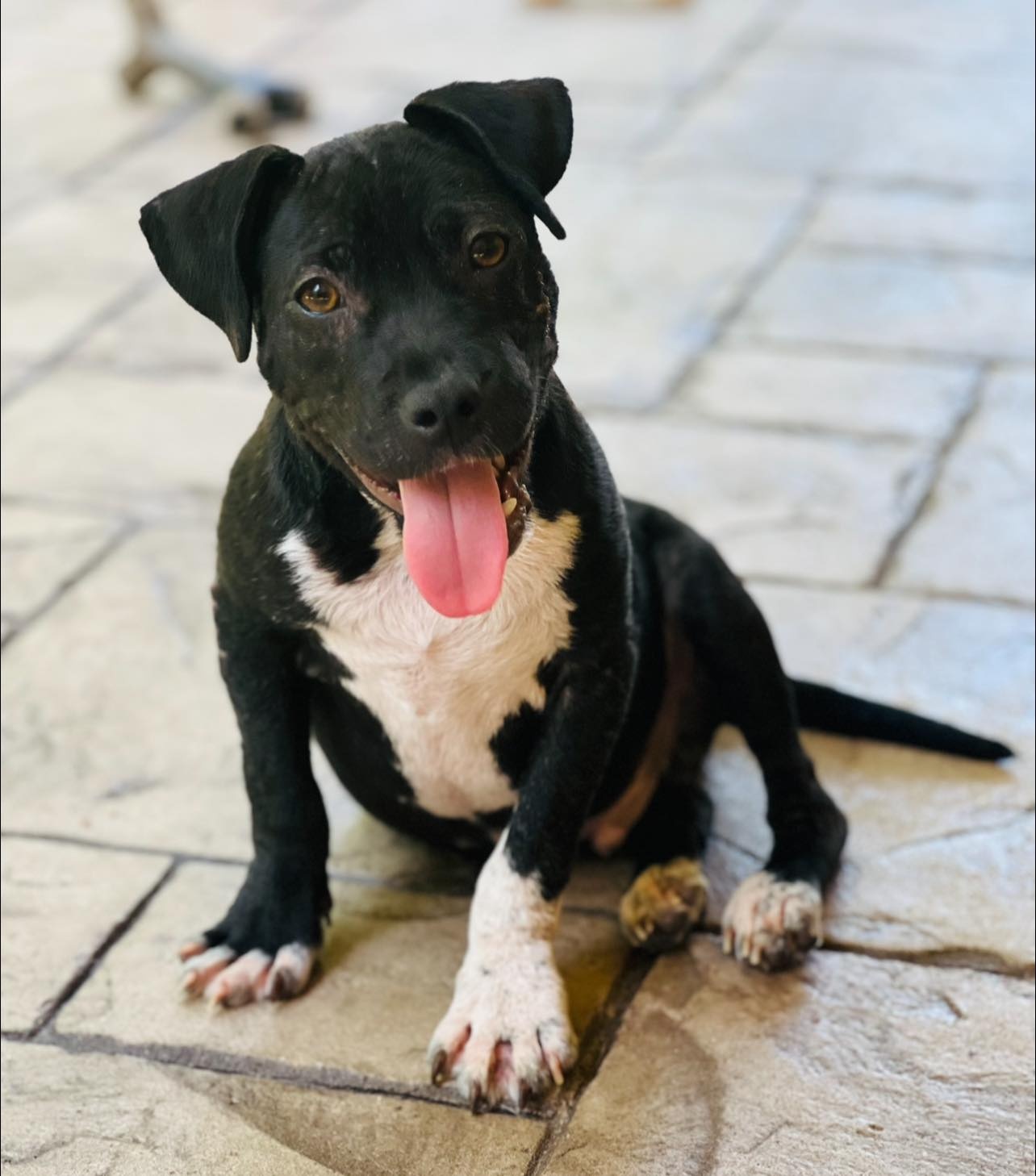 happy dog sitting on the floor