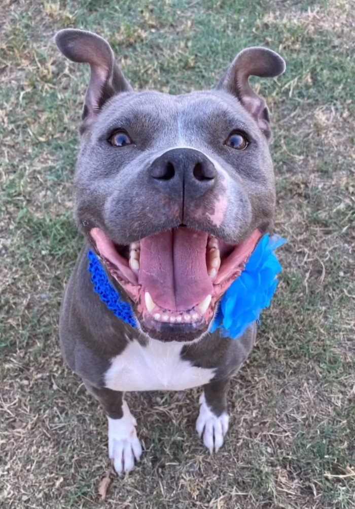 happy dog with big smile