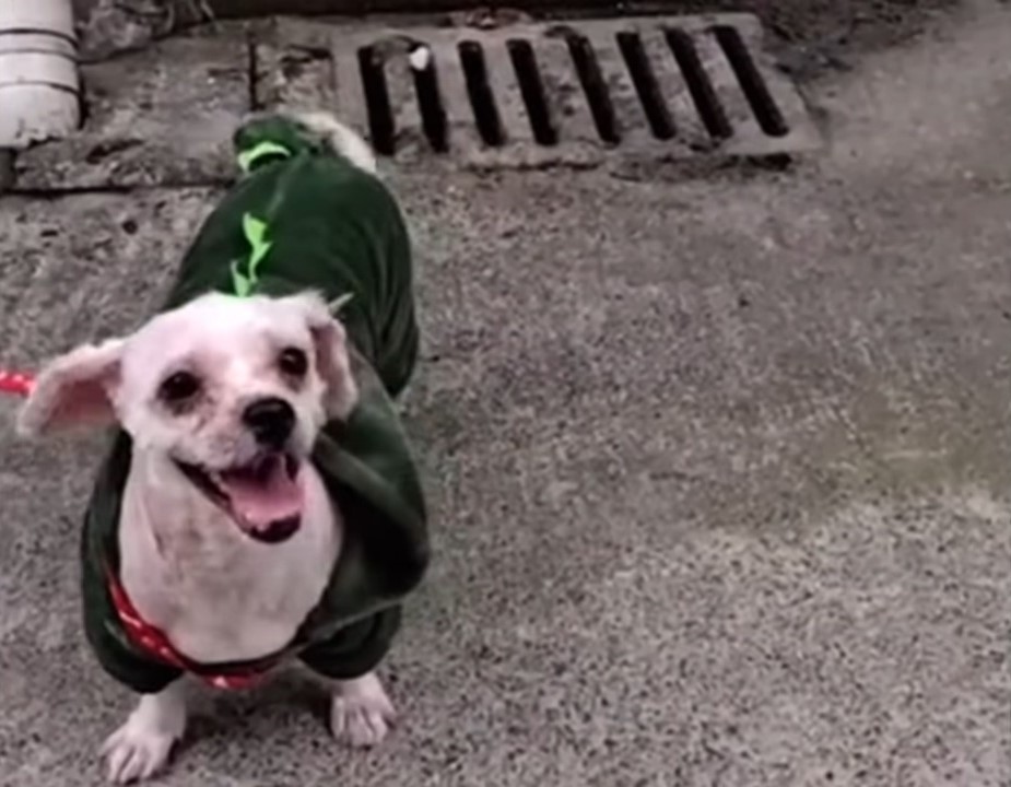 happy shaved white dog wearing green sweater