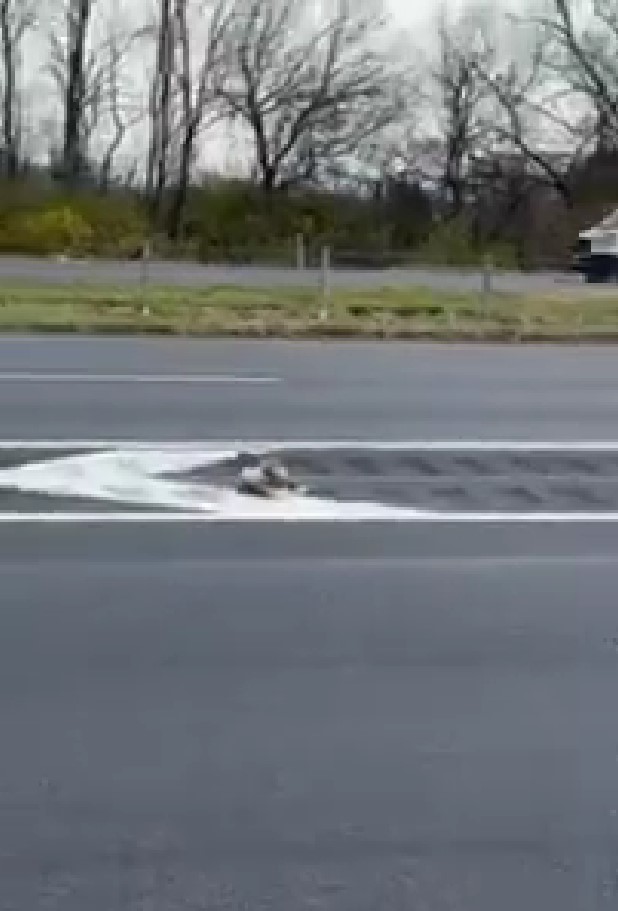 hawk laying on street