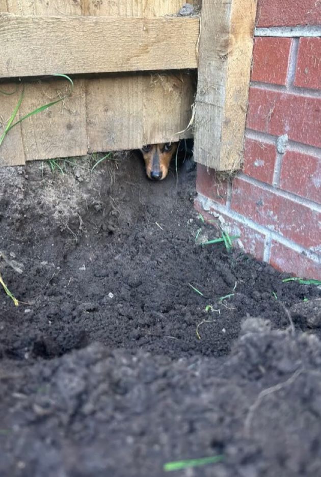 hole in the yard