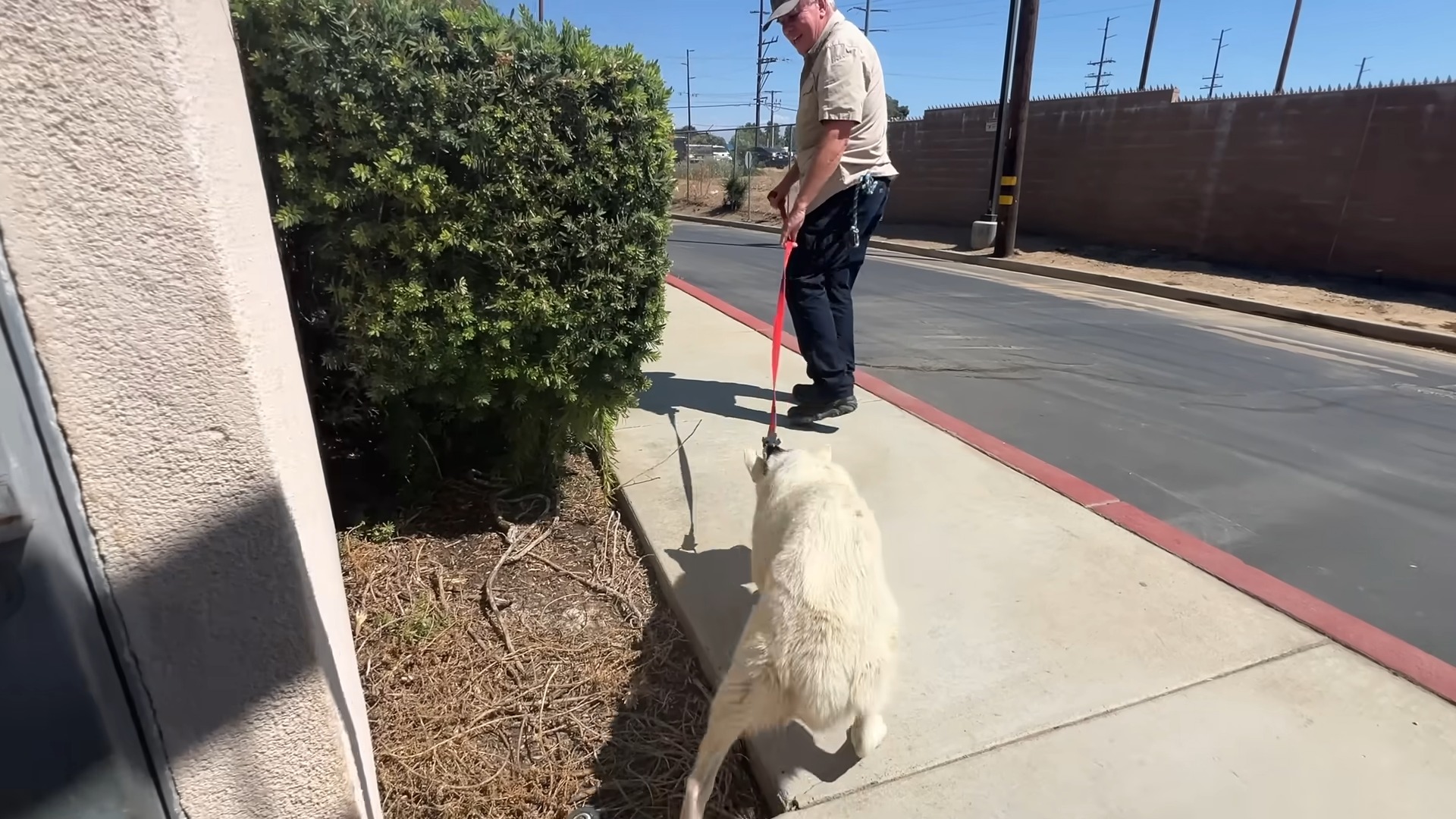 husky on a leash