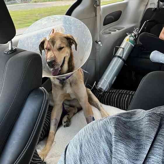 ill dog in car