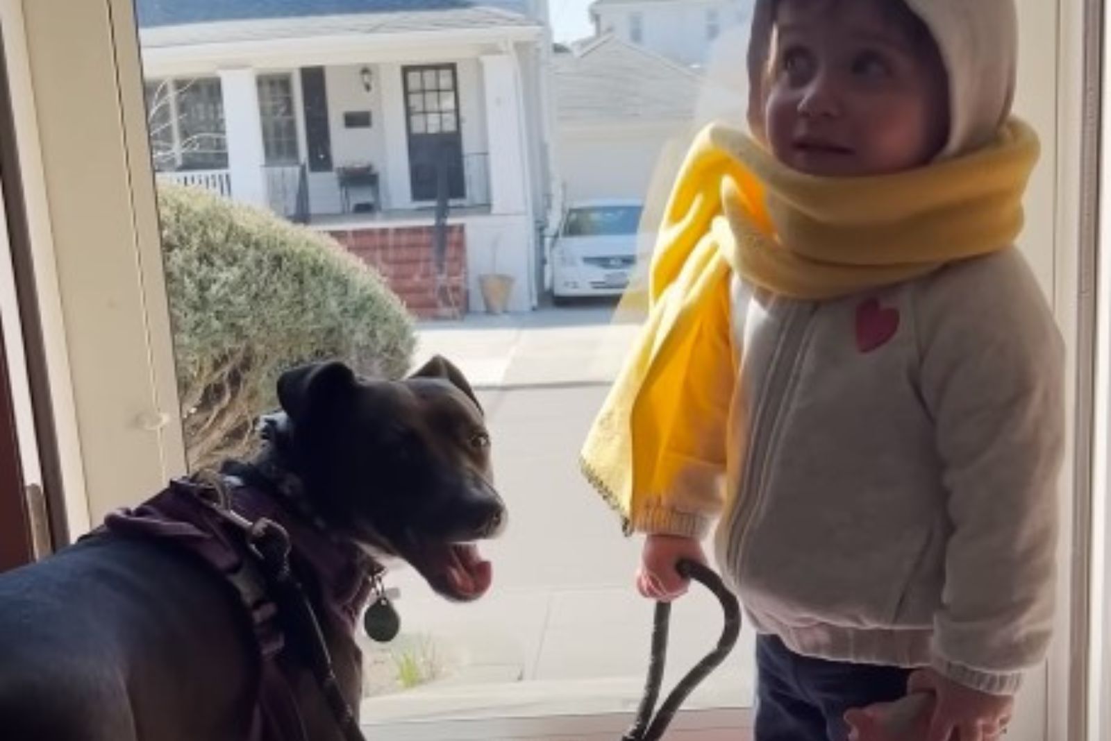 kid and black dog