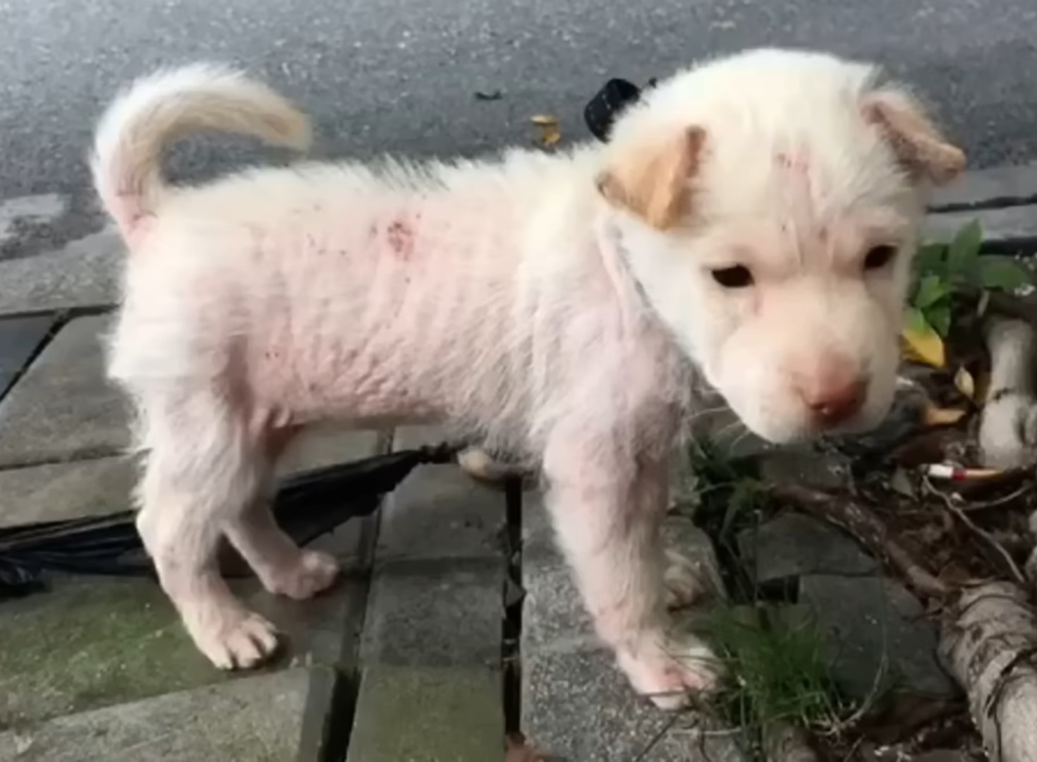 little white puppy standing outdoor