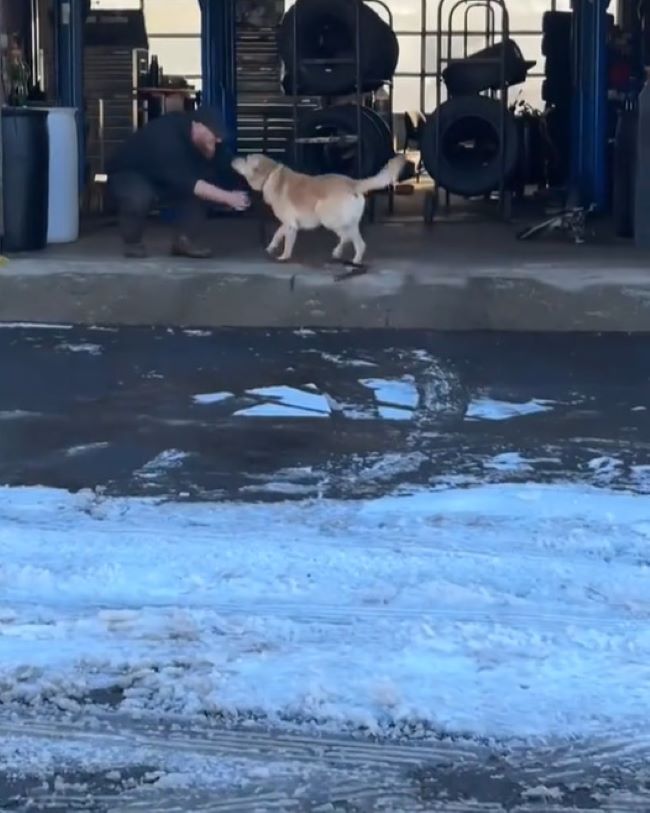 man and brown dog